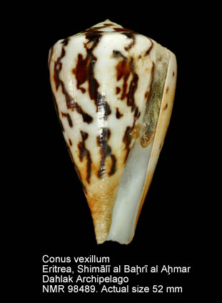 Conus vexillum (16).jpg - Conus vexillum Gmelin,1791